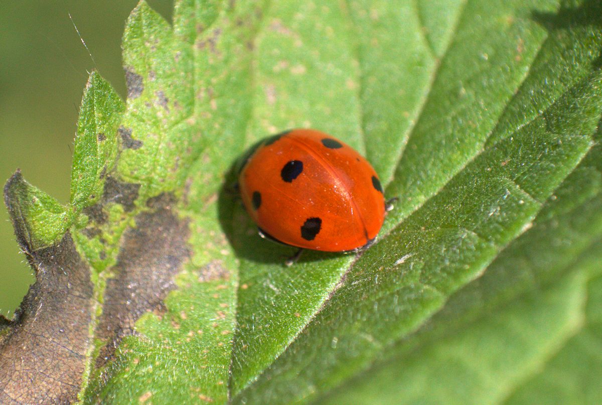 Coccinella septempunctata da confermare